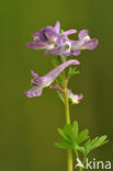 Vingerhelmbloem (Corydalis solida)