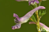 Vingerhelmbloem (Corydalis solida)