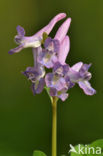 Vingerhelmbloem (Corydalis solida)