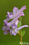 Vingerhelmbloem (Corydalis solida)