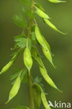 Bulbous Corydalis (Corydalis solida)