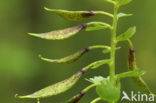 Vingerhelmbloem (Corydalis solida)