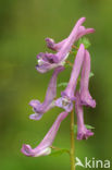 Bulbous Corydalis (Corydalis solida)