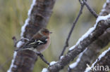 Chaffinch (Fringilla coelebs)