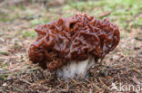 Voorjaarskluifzwam (Gyromitra esculenta) 