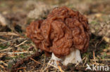 Voorjaarskluifzwam (Gyromitra esculenta) 