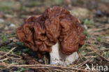 Voorjaarskluifzwam (Gyromitra esculenta) 