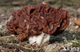 Voorjaarskluifzwam (Gyromitra esculenta) 