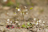 Vroegeling (Erophila verna)