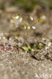 Vroegeling (Erophila verna)