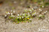 Vroegeling (Erophila verna)