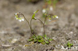 Vroegeling (Erophila verna)