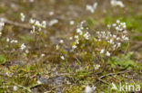 Vroegeling (Erophila verna)