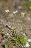 Vroegeling (Erophila verna)