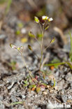 Vroegeling (Erophila verna)