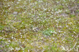 Vroegeling (Erophila verna)