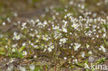 Vroegeling (Erophila verna)