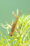 Large Red Damselfly (Pyrrhosoma nymphula)