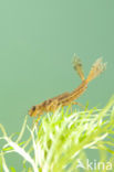 Large Red Damselfly (Pyrrhosoma nymphula)