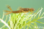 Large Red Damselfly (Pyrrhosoma nymphula)