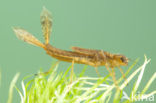 Large Red Damselfly (Pyrrhosoma nymphula)