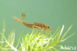 Large Red Damselfly (Pyrrhosoma nymphula)