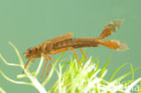 Large Red Damselfly (Pyrrhosoma nymphula)