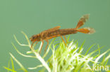 Large Red Damselfly (Pyrrhosoma nymphula)