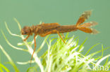 Large Red Damselfly (Pyrrhosoma nymphula)