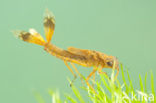 Large Red Damselfly (Pyrrhosoma nymphula)