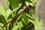 Vuurjuffer (Pyrrhosoma nymphula)