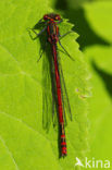 Large Red Damselfly (Pyrrhosoma nymphula)