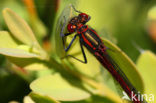 Large Red Damselfly (Pyrrhosoma nymphula)