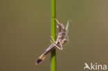 Large Red Damselfly (Pyrrhosoma nymphula)