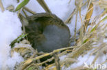 Waterrail (Rallus aquaticus)