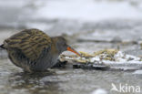 Waterrail (Rallus aquaticus)