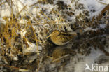 Common Snipe (Gallinago gallinago)