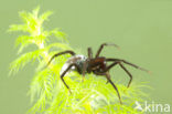 Waterspin (Argyroneta aquatica)