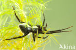 Waterspin (Argyroneta aquatica)