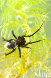Argyroneta aquatica