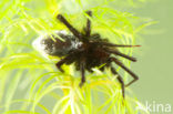 Argyroneta aquatica