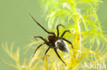 Argyroneta aquatica