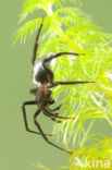 Argyroneta aquatica
