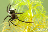 Argyroneta aquatica
