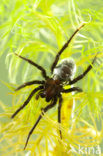 Argyroneta aquatica