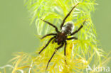 Argyroneta aquatica