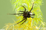 Argyroneta aquatica