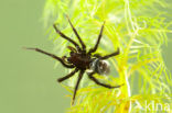 Argyroneta aquatica