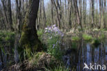 Waterviolet (Hottonia palustris)