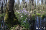 Waterviolet (Hottonia palustris)